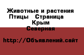 Животные и растения Птицы - Страница 2 . Крым,Северная